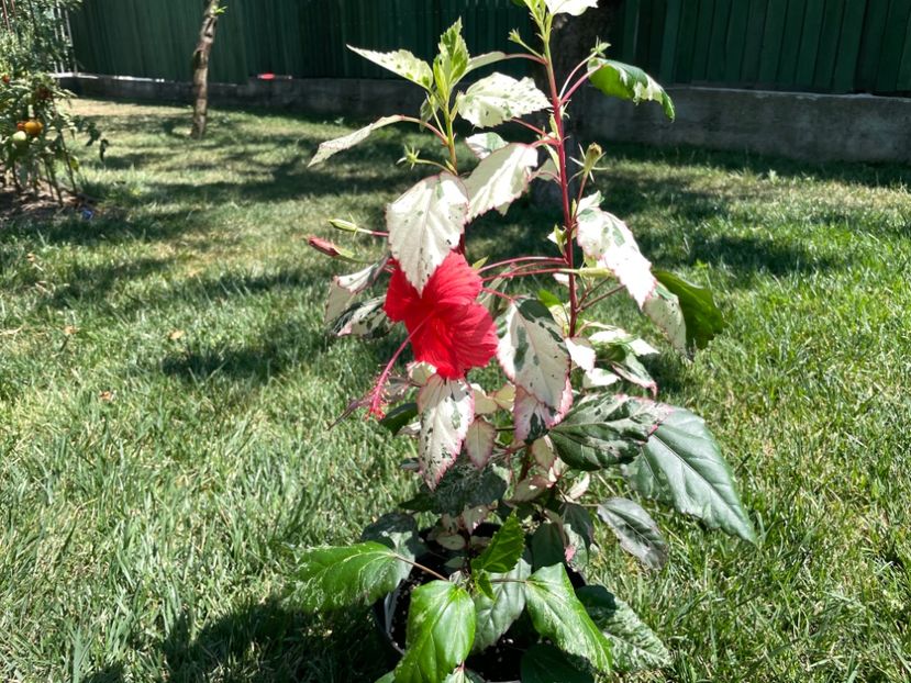 B2F8A283-57A3-4B51-809E-01B62316390A - 001 - Hibiscusi