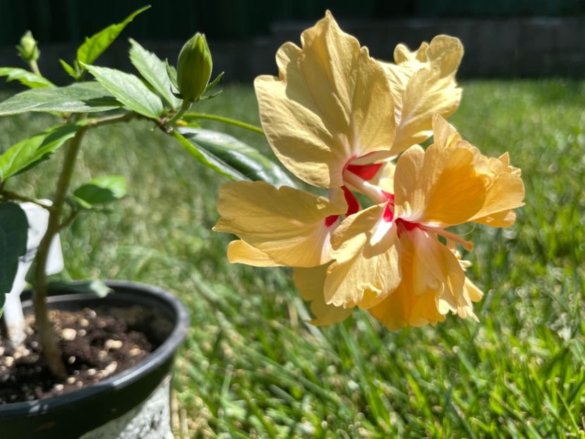 82A50AA0-7F72-4DAB-B13E-9115454B9418 - 001 - Hibiscusi