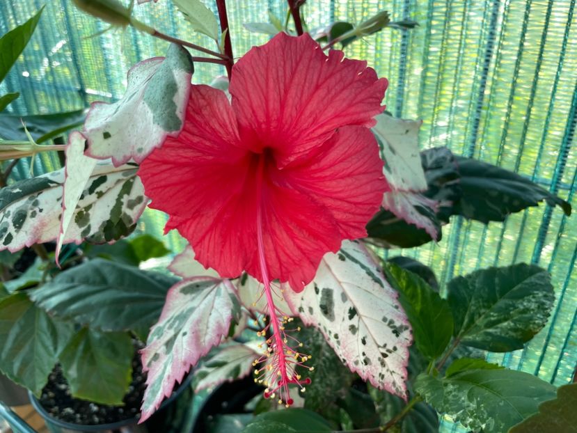 C15B7BB2-9859-449A-BD79-D446582EF3BD - 001 - Hibiscusi