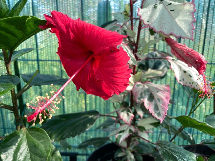 C7B064AC-B0D8-40AB-A797-02DFA83428E2 - 001 - Hibiscusi