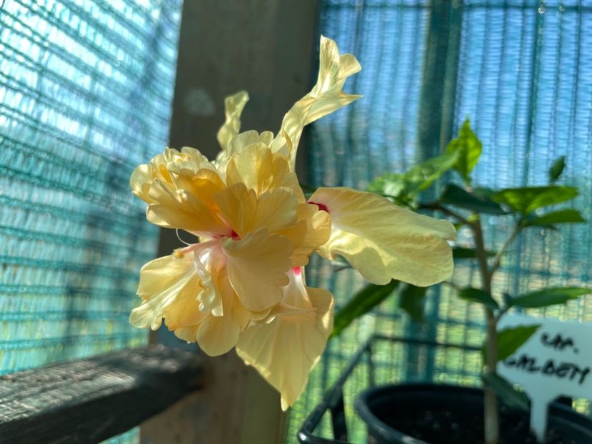 AC992166-1D92-471E-BF73-85367C62E027 - 001 - Hibiscusi