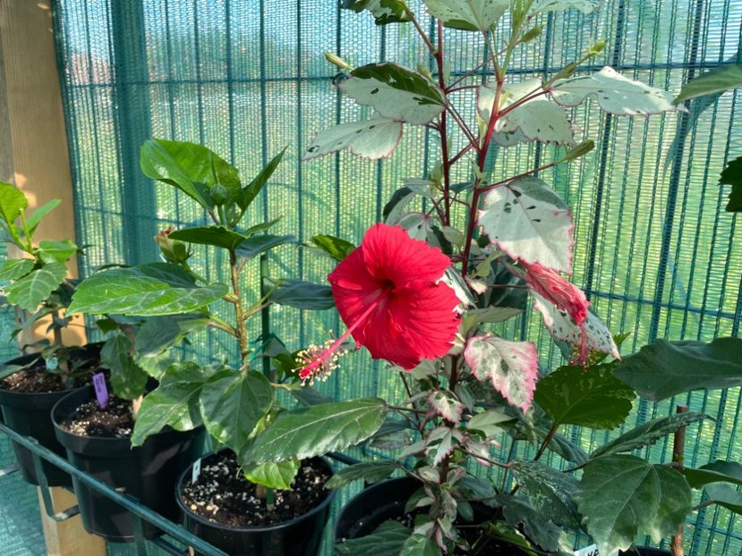 C0AF2AD3-092B-4B7C-B5CB-2C9ECCC331AF - 001 - Hibiscusi