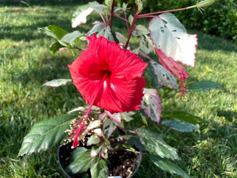 5B6E37F0-FEF7-461B-B8C5-83B13E39696D - 001 - Hibiscusi