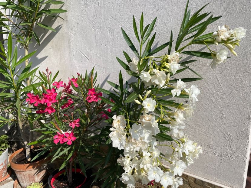 300606EC-F3FF-4170-9A0F-62690673A941 - 0006 - Leandri 2023-2024-2025