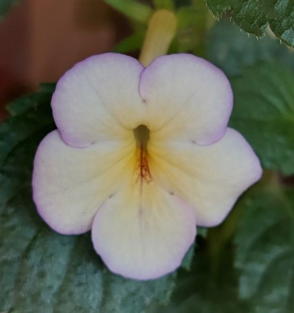  - SWEET GIANT