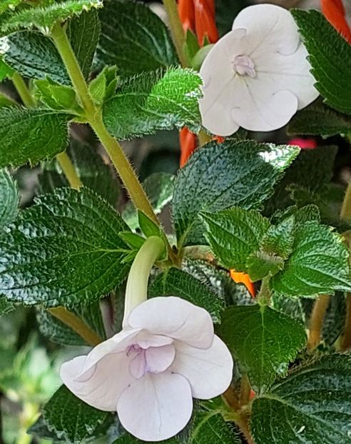  - Double Picotte Rose