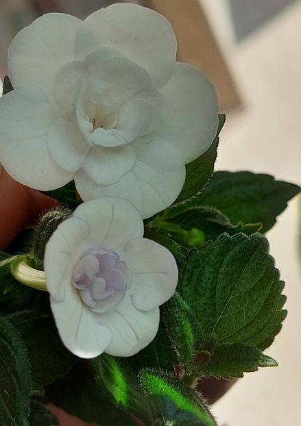  - Double Picotte Rose
