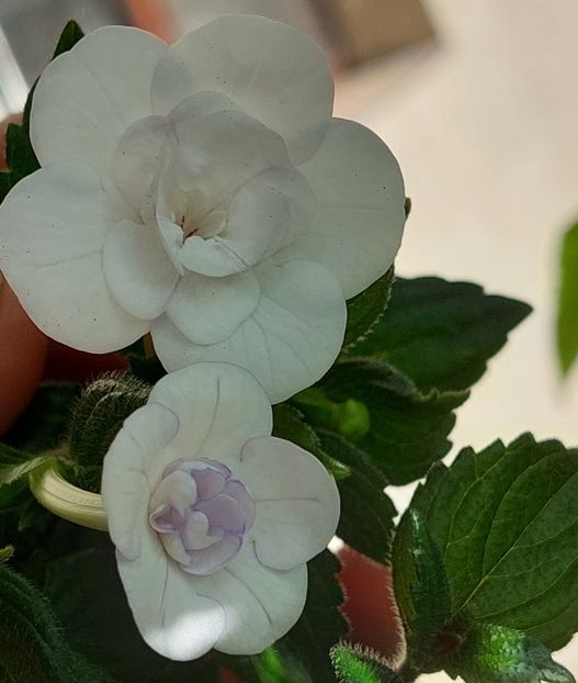  - Double Picotte Rose