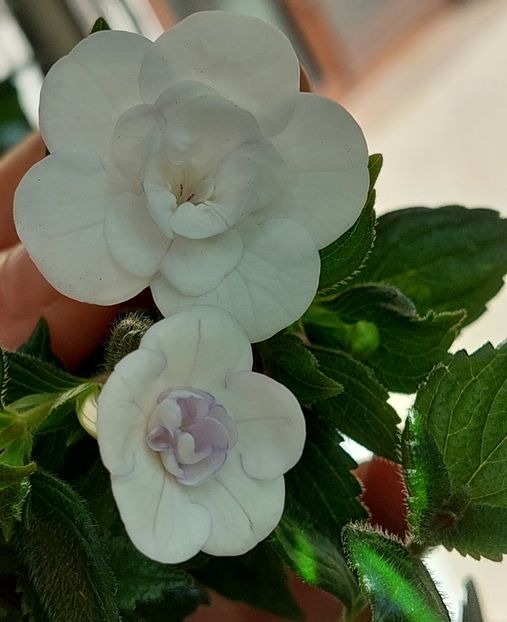  - Double Picotte Rose