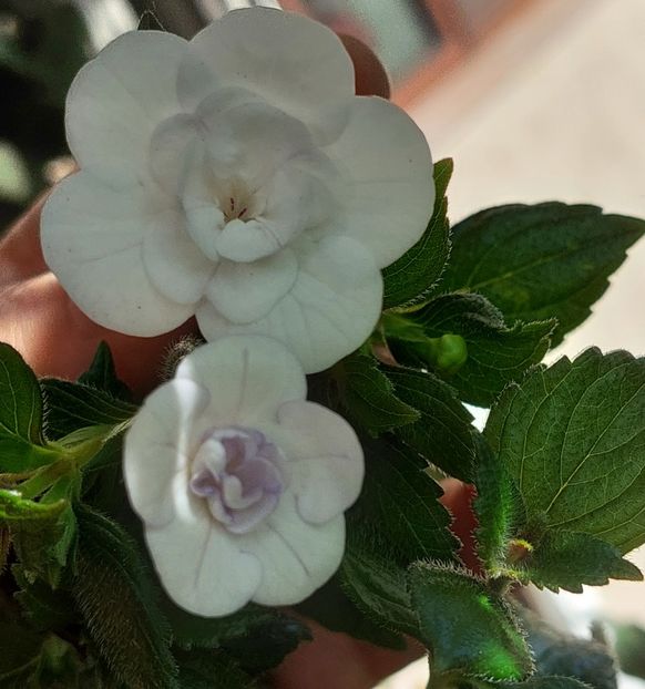  - Double Picotte Rose