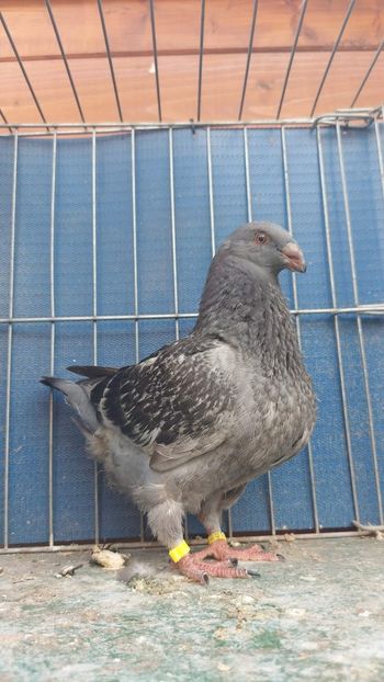 M 2023 - Tineret 2023