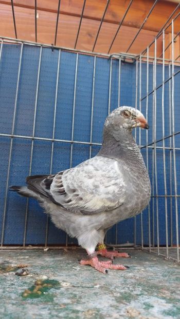 F 2023 - Tineret 2023