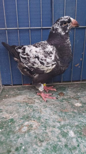 M 2023 - Tineret 2023