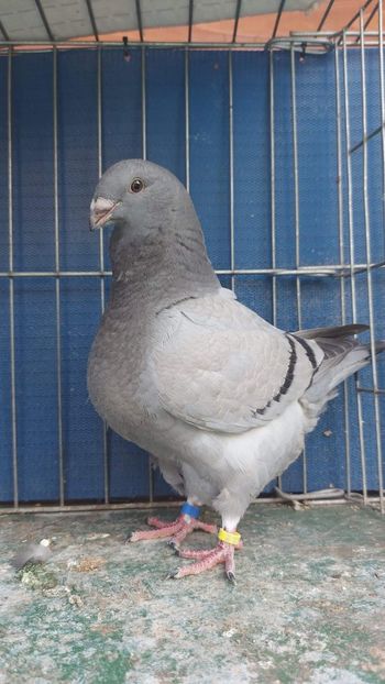 F 2023 - Tineret 2023