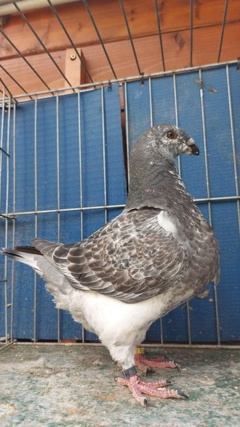 F 2023 - Tineret 2023