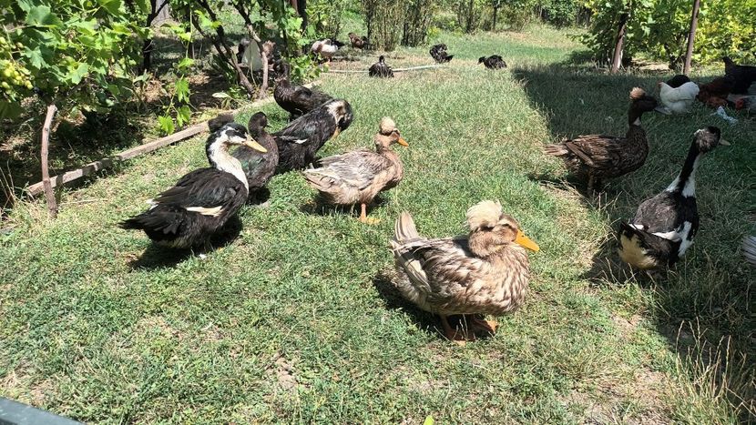 IMG-20230722-WA0090 - Rate cu mot