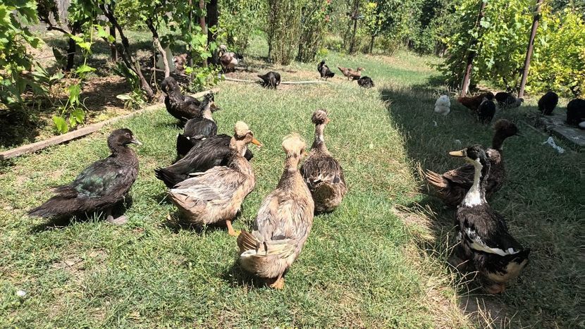 IMG-20230722-WA0089 - Rate cu mot