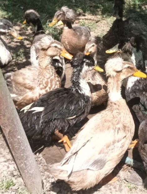 IMG-20230722-WA0071 - Rate cu mot