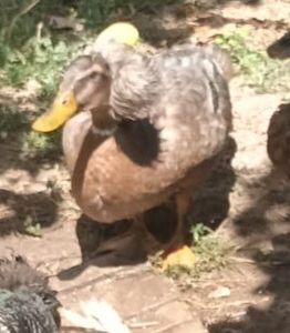 IMG-20230722-WA0068 - Rate cu mot