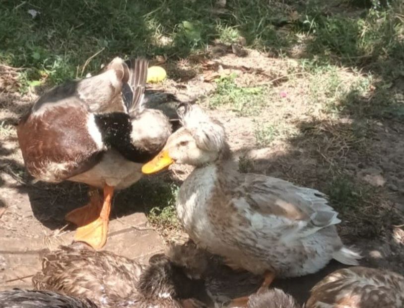 IMG-20230722-WA0067 - Rate cu mot