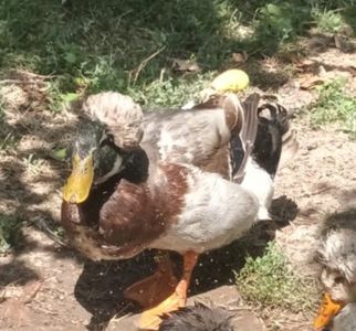 IMG-20230722-WA0065 - Rate cu mot