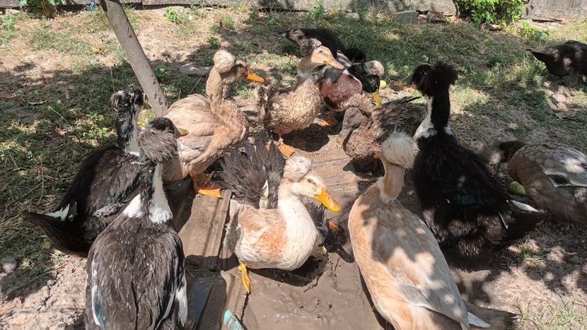 IMG-20230722-WA0062 - Rate cu mot