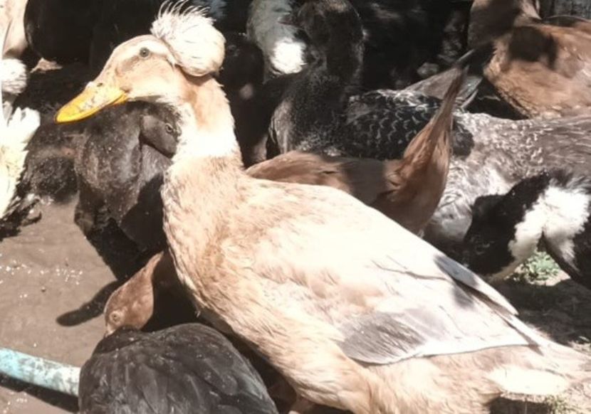 IMG-20230722-WA0052 - Rate cu mot