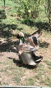 IMG-20230722-WA0045 - Rate cu mot