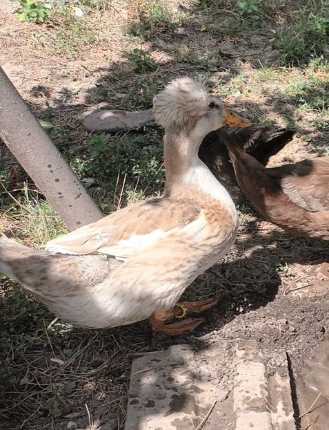 IMG-20230722-WA0041 - Rate cu mot