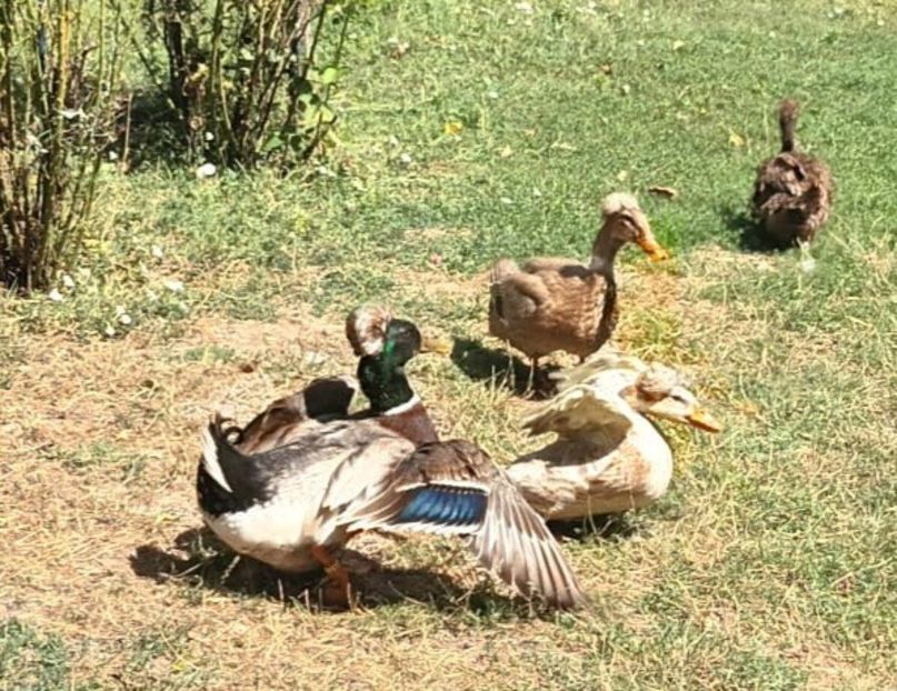 IMG-20230722-WA0031 - Rate cu mot