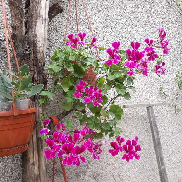 Iul.2023 - Muscate 2017-2018- 2019-2020-2023-2024 - 2025