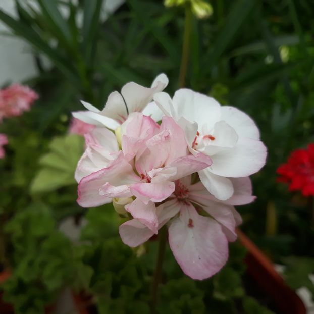  - Muscate 2017-2018- 2019-2020-2023-2024 - 2025