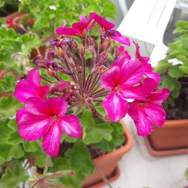  - Muscate 2017-2018- 2019-2020-2023-2024 - 2025