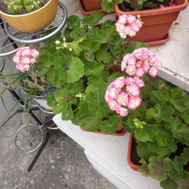  - Muscate 2017-2018- 2019-2020-2023-2024 - 2025