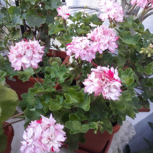  - Muscate 2017-2018- 2019-2020-2023-2024 - 2025