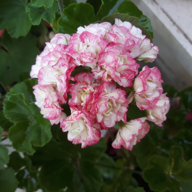  - Muscate 2017-2018- 2019-2020-2023-2024 - 2025