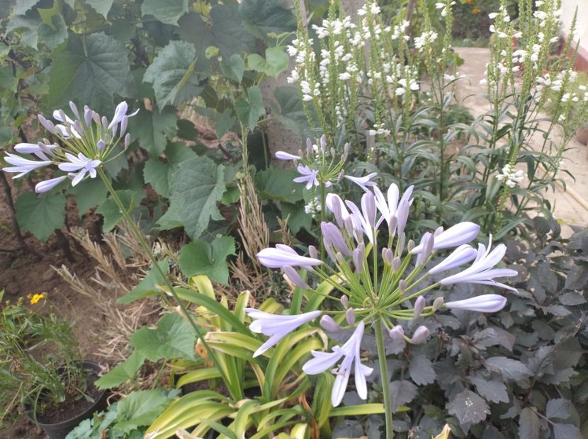  - Flori de gradina-2023