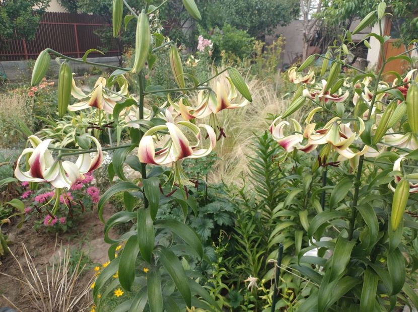  - Flori de gradina-2023