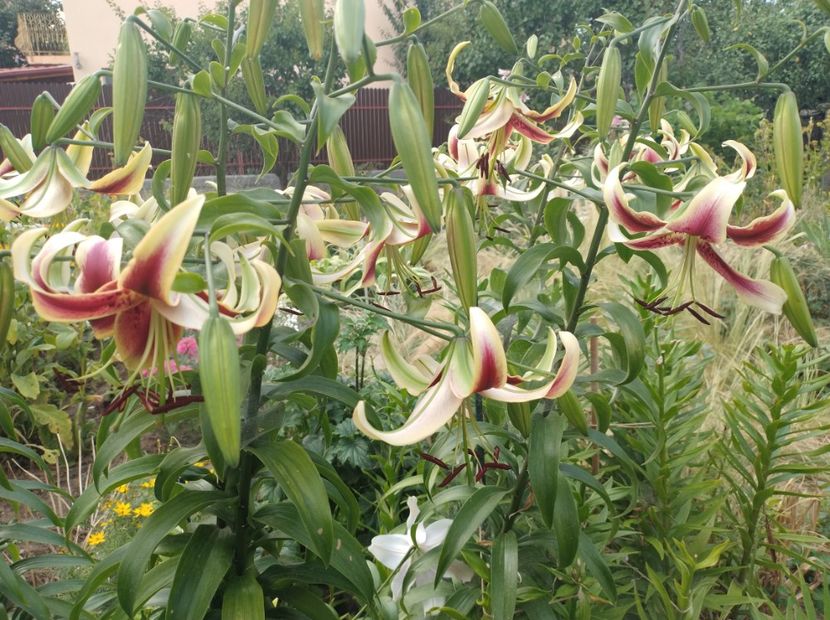  - Flori de gradina-2023