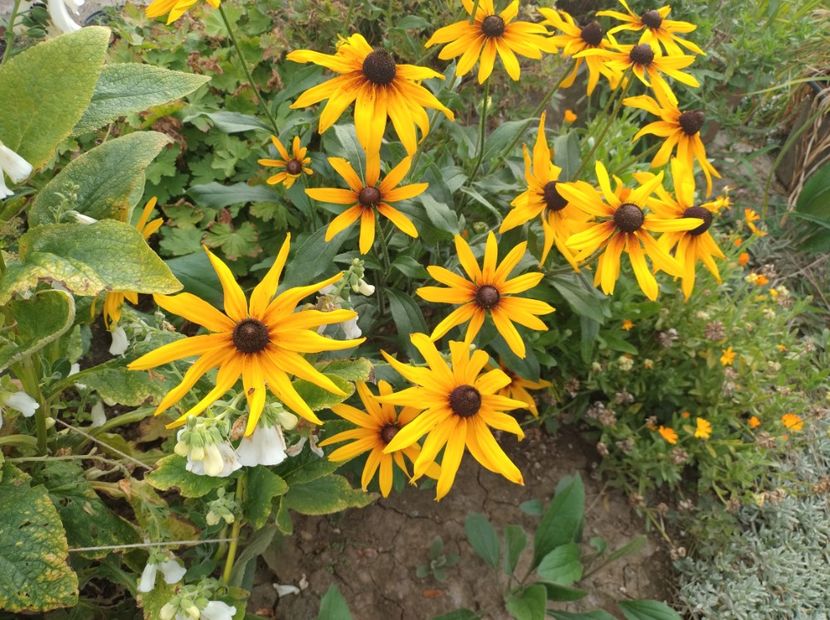  - Flori de gradina-2023