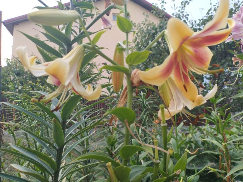  - Flori de gradina-2023