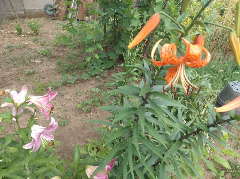  - Flori de gradina-2023