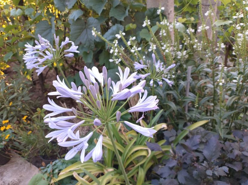  - Flori de gradina-2023