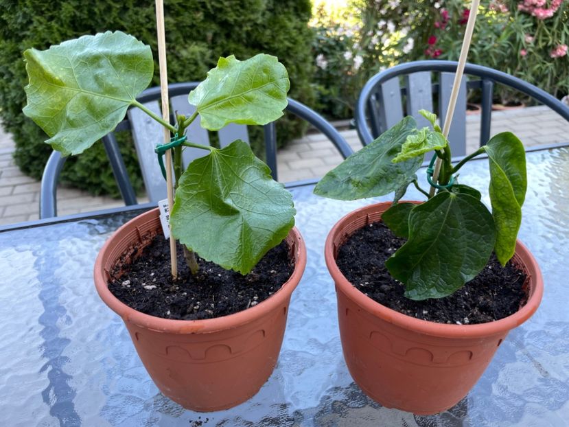 819625D3-B5D4-4F88-A74B-15144A40EB5C - 001 - Hibiscusi