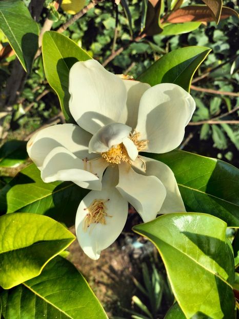IMG20230722175246 - Magnolia grandiflora gallisoniensis