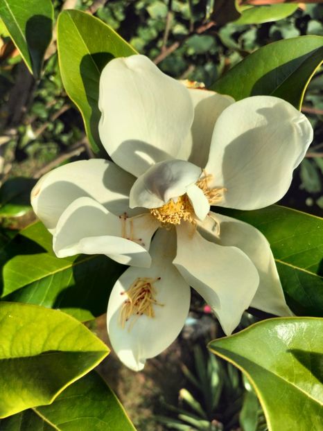 IMG20230722175243 - Magnolia grandiflora gallisoniensis