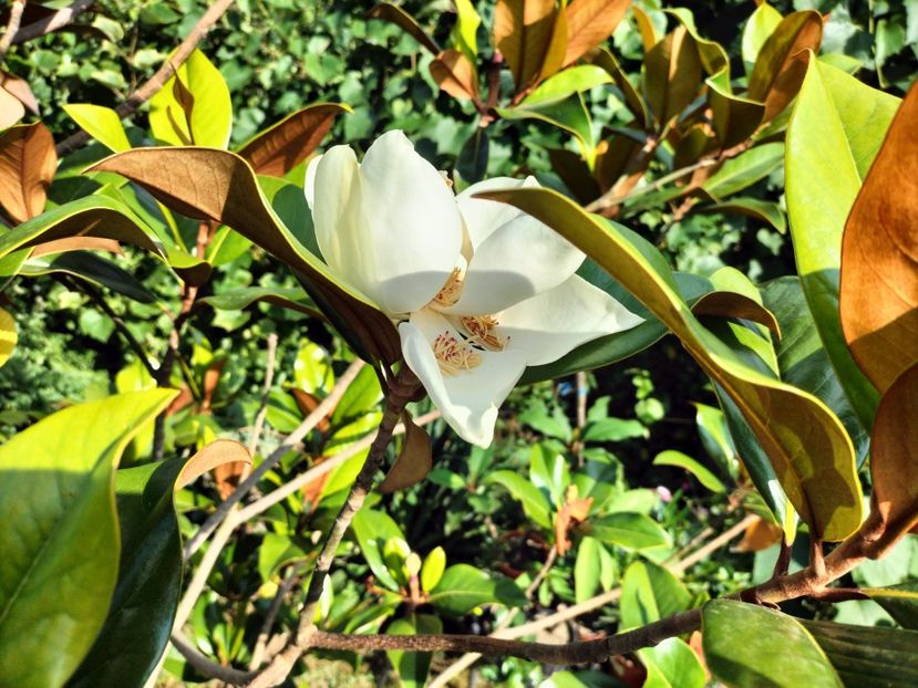 IMG20230722175223 - Magnolia grandiflora gallisoniensis