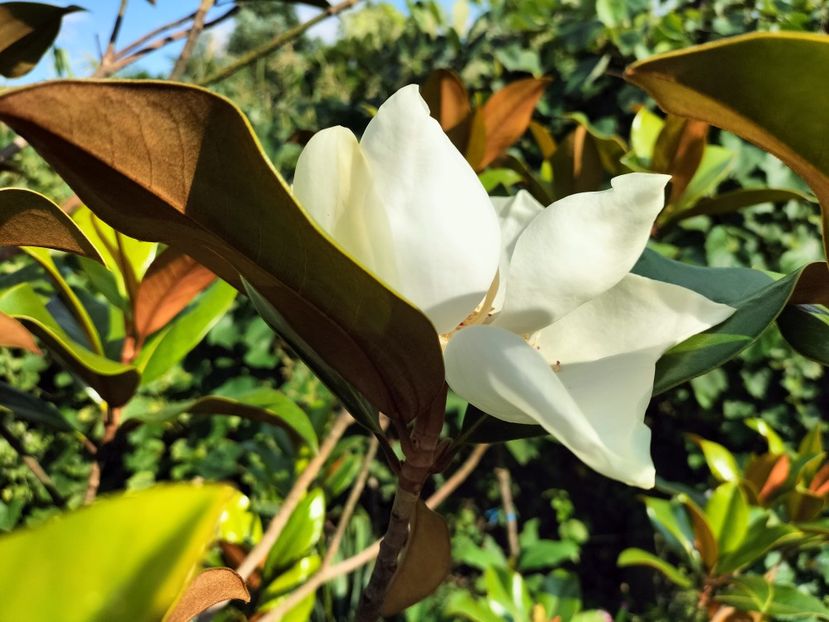 IMG20230722175219 - Magnolia grandiflora gallisoniensis