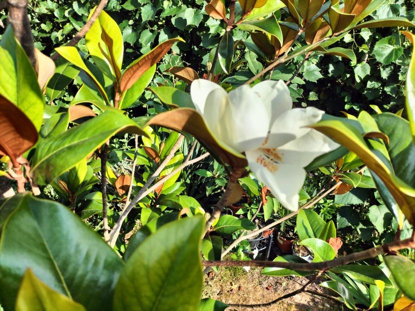 IMG20230722175215 - Magnolia grandiflora gallisoniensis