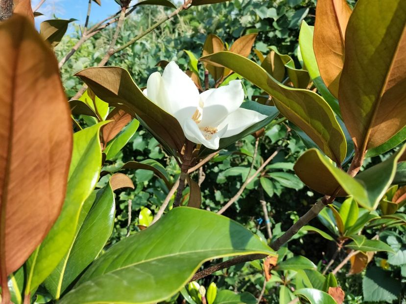 IMG20230722175208 - Magnolia grandiflora gallisoniensis